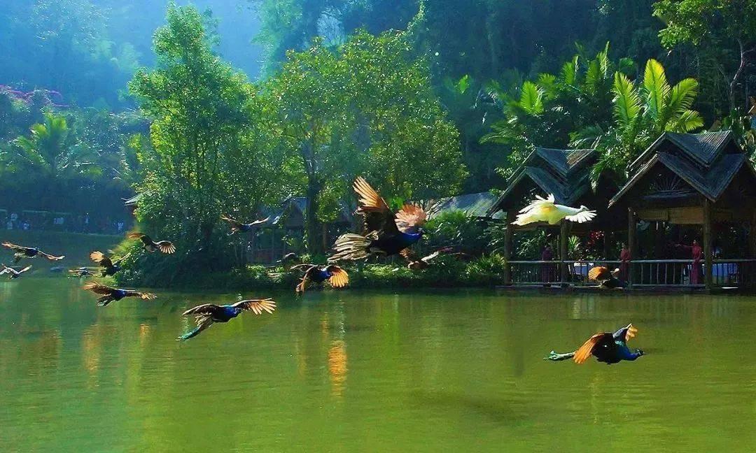 煎煮浮沉从心归璞,暗香浮动茶意人生——蔡秋钗